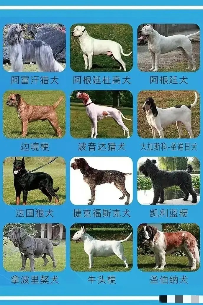 济南禁养犬种出炉，可能推广，看看你的爱犬上榜了吗？