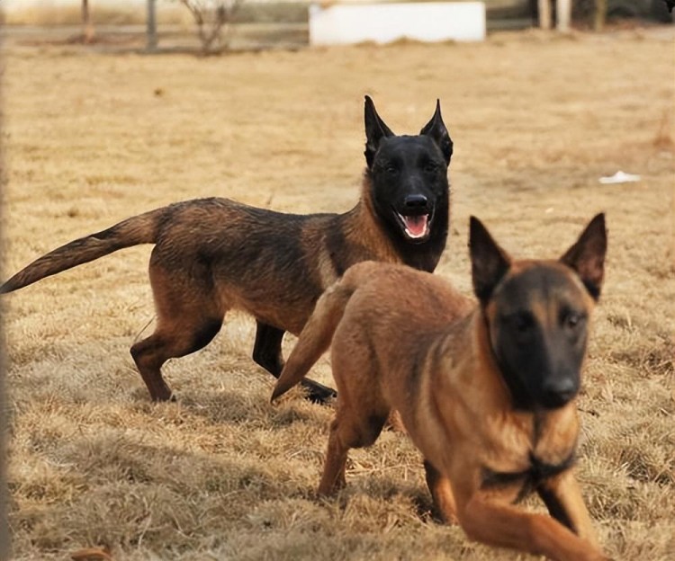 马犬的优点原来有这么多怪不得那么多人养