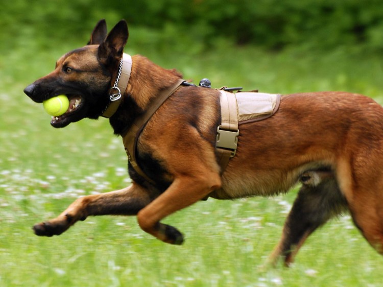 马犬的优点原来有这么多怪不得那么多人养