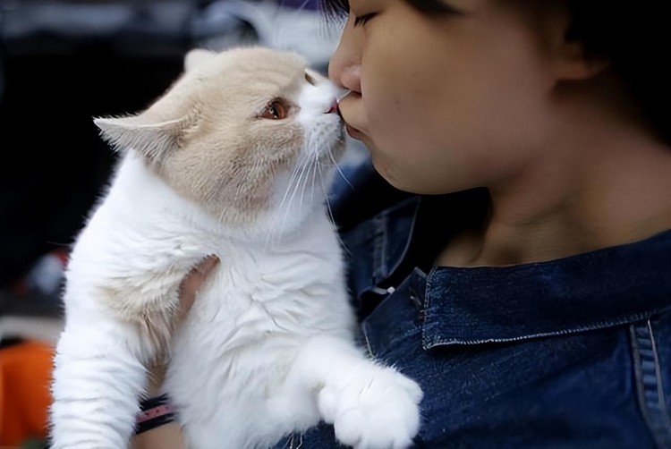 把猫一直圈养在室内对它而言意味着这些