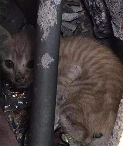 暖心小男孩哭求麻麻收留他，生日礼物全部换猫粮，一年后...