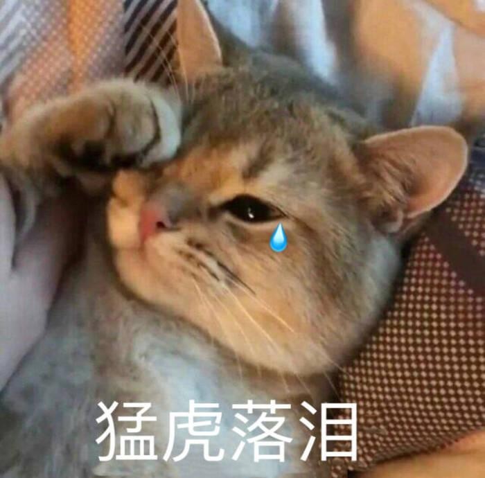 猫咪便便不成形吃什么猫粮？