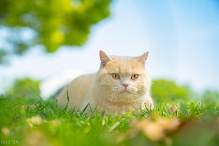 猫咪呕吐吐猫粮是什么原因造成的如何避免这种情况发生