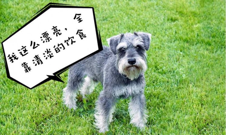 攻击性强的5种小型犬家里有小孩要小心！