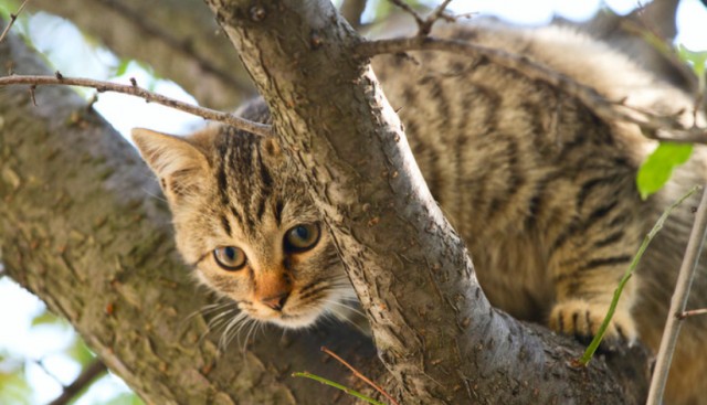 狸花猫总爱啃“树叶”吃？其实有这些原因