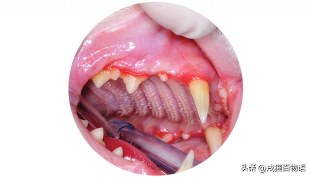 猫的青春期不仅激素爆发，还有各种口腔疾病