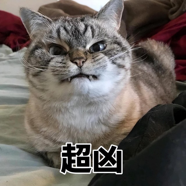 猫界“三大恶霸”，你家猫上榜了吗？