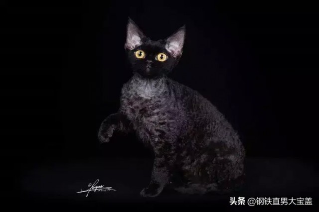 猫中小泰迪一样的卷毛猫你一定会喜欢他的手感