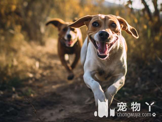 CKU犬舍直营：最适合送给朋友的生日礼物，柴犬还是其他狗狗?