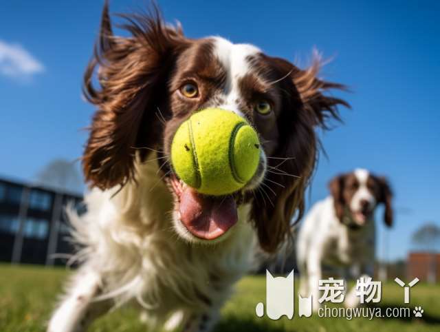 怀孕的狗狗被活埋地下，好心小哥撬砖救狗，狗妈妈真心感激落泪！