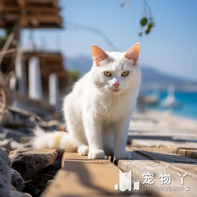 猫咪手术后需要多久恢复正常？