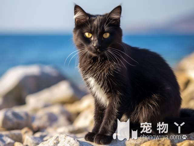 想要领养一只可爱的大猫咪吗?